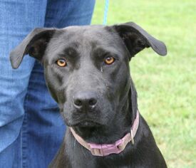 Labrador Retriever-Unknown Mix Dogs for adoption in West Columbia, SC, USA