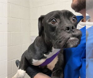 Bulldog-Unknown Mix Dogs for adoption in San Bernardino, CA, USA