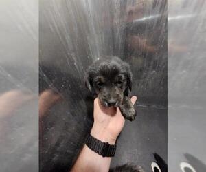 Cardigan Welsh Corgi-Unknown Mix Dogs for adoption in San Antonio, TX, USA