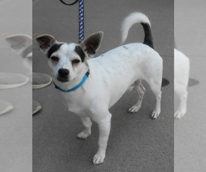 Rat Terrier-Unknown Mix Dogs for adoption in White Bluff, TN, USA