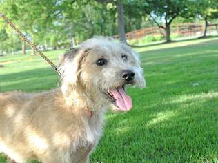 Mutt Dogs for adoption in East Amherst, NY, USA