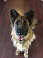 German Shepherd Dog-Unknown Mix Dogs for adoption in Mission, KS, USA