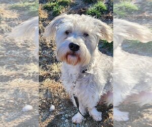 Unknown-Wheaten Terrier Mix Dogs for adoption in Walnutport, PA, USA