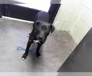 American Pit Bull Terrier Dogs for adoption in Tulsa, OK, USA
