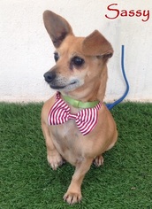 Medium Photo #1 Dorgi Puppy For Sale in San Diego, CA, USA