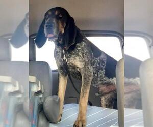 Bluetick Coonhound Dogs for adoption in Mt Vernon, IN, USA