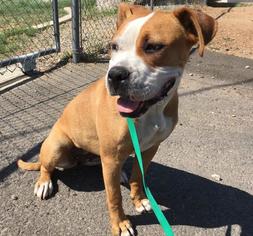 Bullboxer Pit Dogs for adoption in HESPERIA, CA, USA