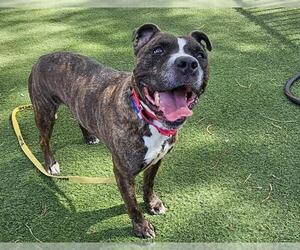 American Pit Bull Terrier-Unknown Mix Dogs for adoption in Las Vegas, NV, USA