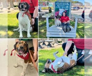 Beagle-English Springer Spaniel Mix Dogs for adoption in Brewster, MA, USA