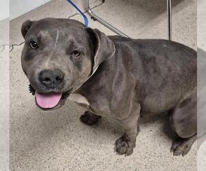 American Pit Bull Terrier Dogs for adoption in Bakersfield, CA, USA