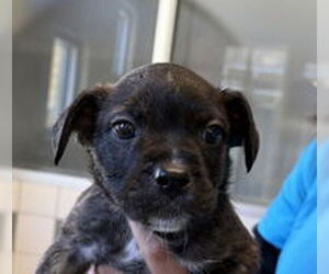 French Bulldog Dogs for adoption in Salinas, CA, USA