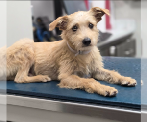 Border Terrier-Unknown Mix Dogs for adoption in Spring, TX, USA