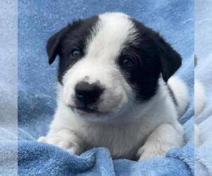 Collie-Unknown Mix Dogs for adoption in San Diego, CA, USA