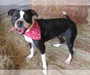 American Staffordshire Terrier Dogs for adoption in Oklahoma City, OK, USA