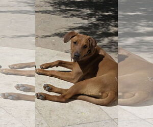 Rhodesian Ridgeback-Unknown Mix Dogs for adoption in Chandler, AZ, USA