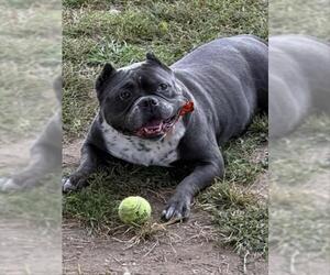 American Pit Bull Terrier-Bulldog Mix Dogs for adoption in Springfield, MA, USA