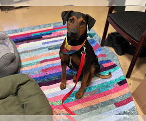 Doberman Pinscher-English Coonhound Mix Dogs for adoption in Pasadena, CA, USA