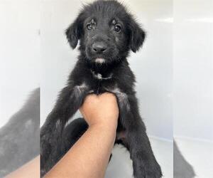 Labrador Retriever-Unknown Mix Dogs for adoption in Houston, TX, USA