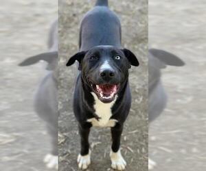 Labrador Retriever-Unknown Mix Dogs for adoption in Riverside, CA, USA