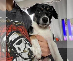 Rat Terrier Dogs for adoption in San Pablo, CA, USA