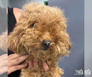 Mutt Dogs for adoption in Washington, DC, USA