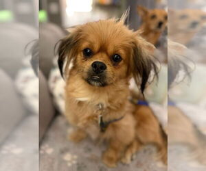 Pomeranian-Unknown Mix Dogs for adoption in Bellevue, WA, USA