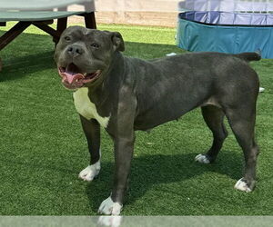 American Pit Bull Terrier Dogs for adoption in Redwood City, CA, USA