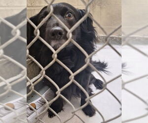 Dachshund-Unknown Mix Dogs for adoption in Anchorage, AK, USA