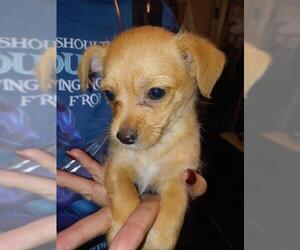Toxirn Dogs for adoption in San Bernardino, CA, USA