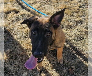 German Shepherd Dog-Unknown Mix Dogs for adoption in Imlay City, MI, USA