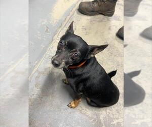 Chihuahua-Unknown Mix Dogs for adoption in Tallahassee, FL, USA