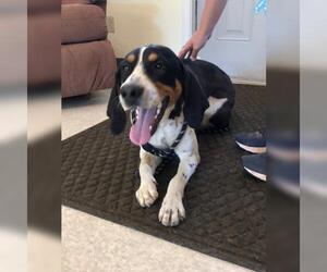 Coonhound Dogs for adoption in Harrisville, WV, USA
