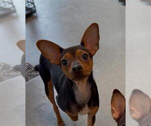 Chipin Dogs for adoption in Baytown, TX, USA