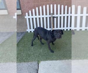 Mutt Dogs for adoption in Modesto, CA, USA