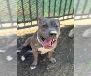 Mutt Dogs for adoption in Riverside, CA, USA