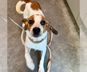 American Foxhound Dogs for adoption in Tavares, FL, USA