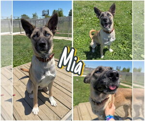 Akita-Unknown Mix Dogs for adoption in Pierceton , IN, USA