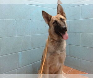 German Shepherd Dog Dogs for adoption in Downey, CA, USA