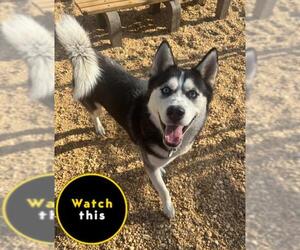 Siberian Husky Dogs for adoption in Forestville, MD, USA