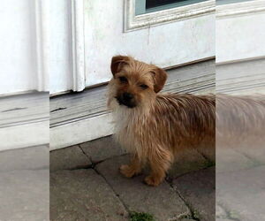 Mutt Dogs for adoption in Wheaton, IL, USA