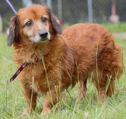 Dorgi Dogs for adoption in Columbus, GA, USA