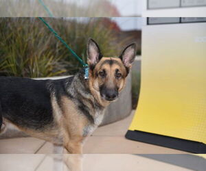 German Shepherd Dog Dogs for adoption in Modesto, CA, USA