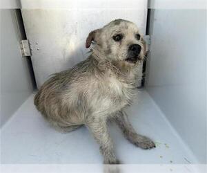 Chihuahua-Unknown Mix Dogs for adoption in Houston, TX, USA