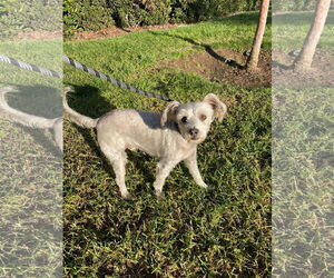 Mutt Dogs for adoption in Victorville, CA, USA