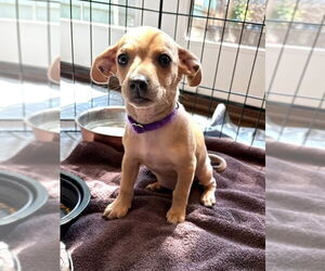 Chihuahua-Unknown Mix Dogs for adoption in Bellevue, WA, USA