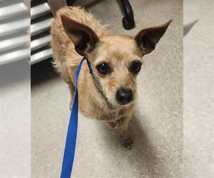 Chihuahua-Unknown Mix Dogs for adoption in Bakersfield, CA, USA