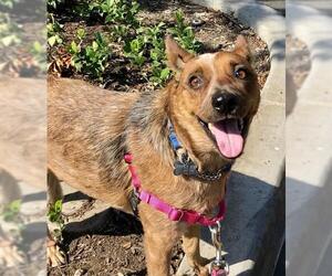 Mutt Dogs for adoption in Hesperia, CA, USA