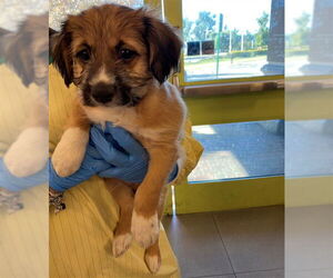 German Shepherd Dog-Poodle (Miniature) Mix Dogs for adoption in Rancho Cucamonga, CA, USA