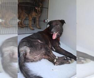 Labrador Retriever-Unknown Mix Dogs for adoption in Houston, TX, USA