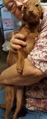 Italian Greyhuahua Dogs for adoption in Baileyton, AL, USA